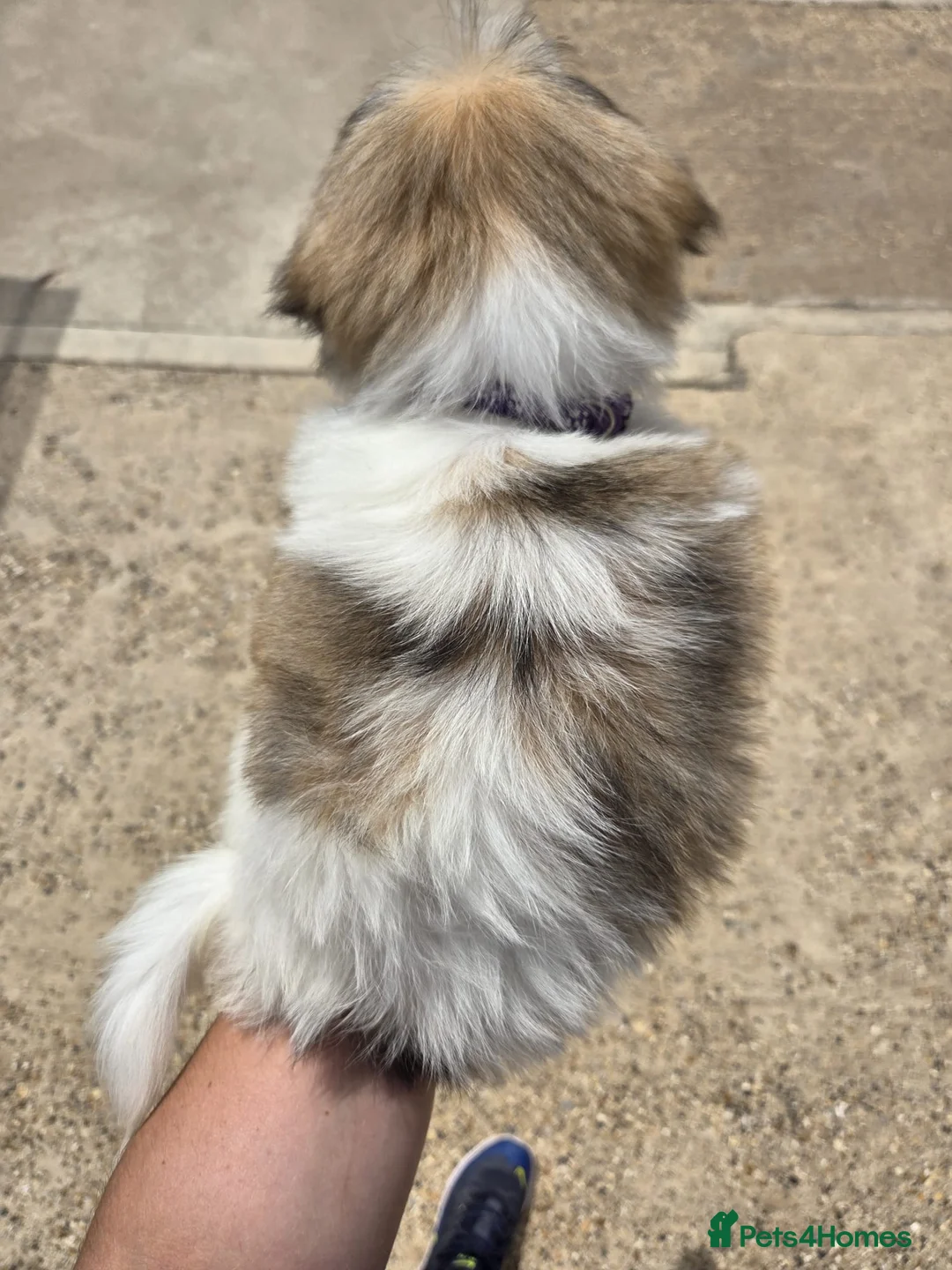 Lhasa Apso dogs for sale: Lhasa Apso Puppies  - Advert 2