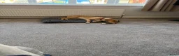 Cockerdor dogs for sale: Cockerdor for forever home - Advert 4