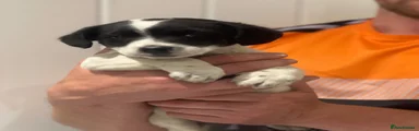 Jack Russell Puppy 1