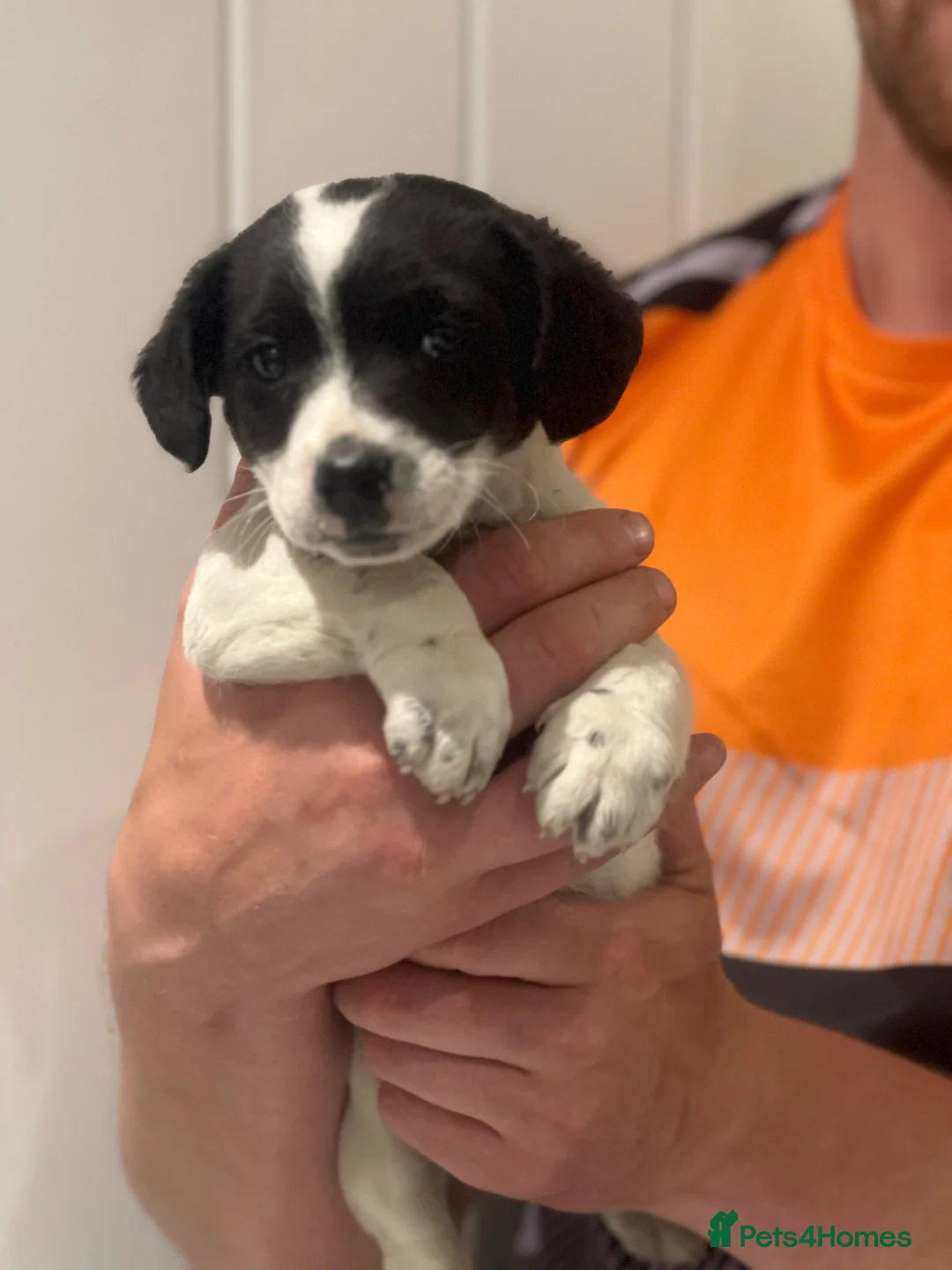 Jack Russell dogs for sale: 4 Jack Russell puppies - Advert 2
