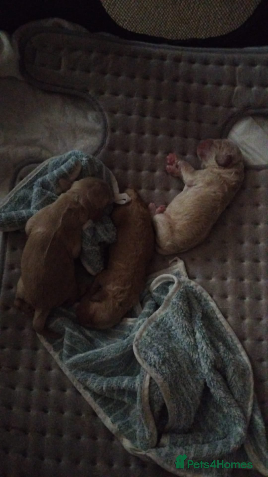 Mixed Breed dogs for sale: CavalierxCocker Spaniel Puppies -Both Parents Here - Image 18
