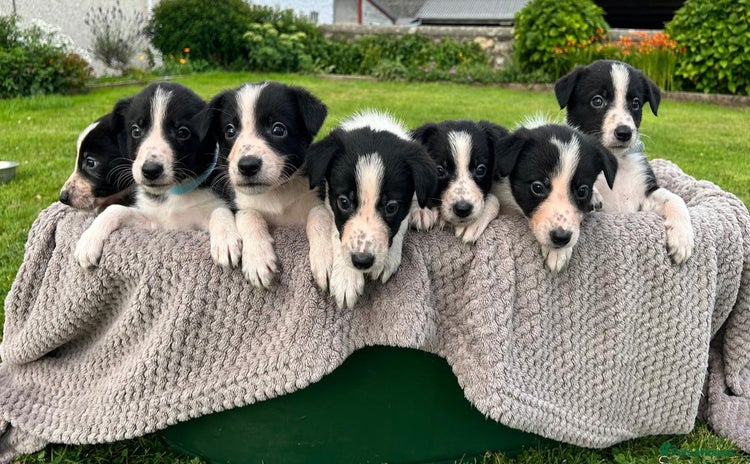 Border Collie dogs - Advert 1