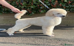Standard Poodle dogs for sale: Outstanding Standard Poodle Puppies - Image 2