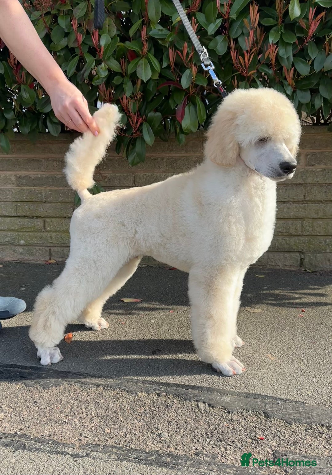 Standard Poodle dogs for sale: Outstanding Standard Poodle Puppies - Image 2