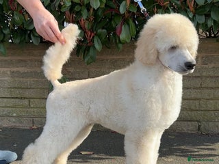 Standard Poodle dogs Outstanding Standard Poodle Puppies - Advert 6