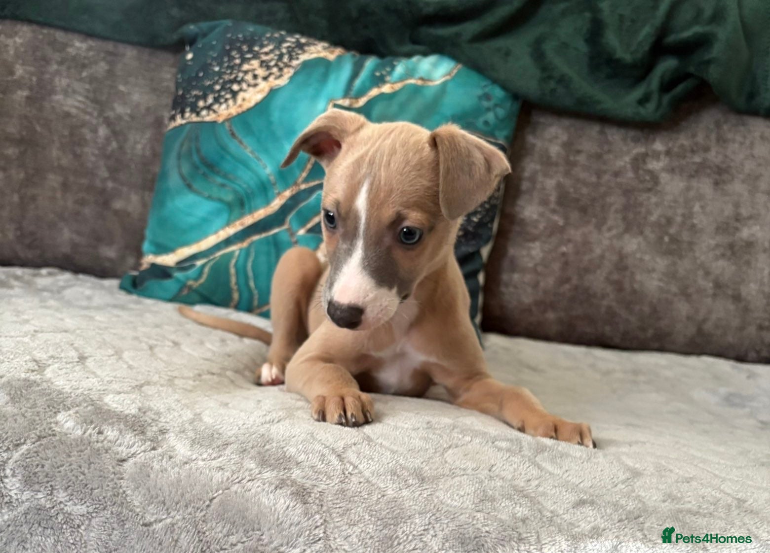 Whippet dogs Whippet pups - Advert 16