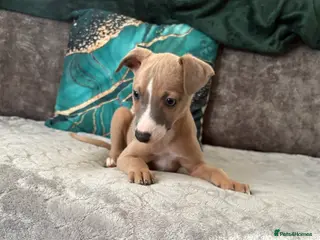 Whippet dogs Whippet pups - Advert 16