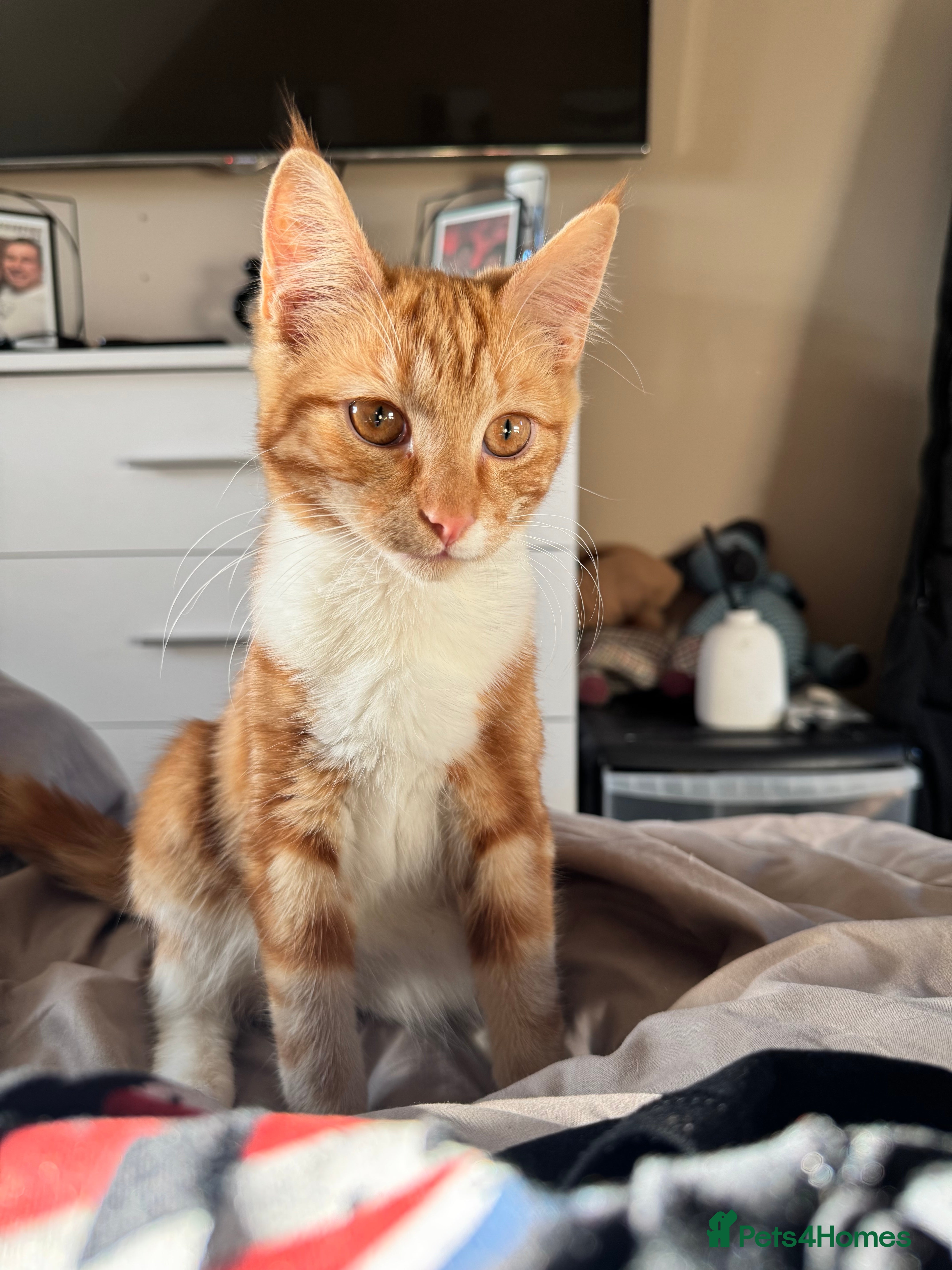 Mixed Breed cats Ginger Kitten - Advert 2