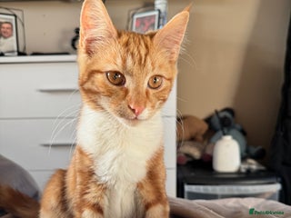 Mixed Breed cats Ginger Kitten - Advert 2