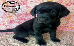 Labrador Retriever dogs for sale: 🖤 Dolly the Black Labrador Girl 🖤 in Market Rasen - Image 5
