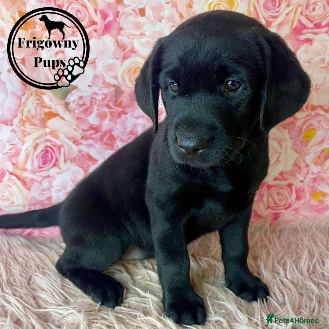 Labrador Retriever dogs for sale: 🖤 Dolly the Black Labrador Girl 🖤 in Market Rasen - Image 5