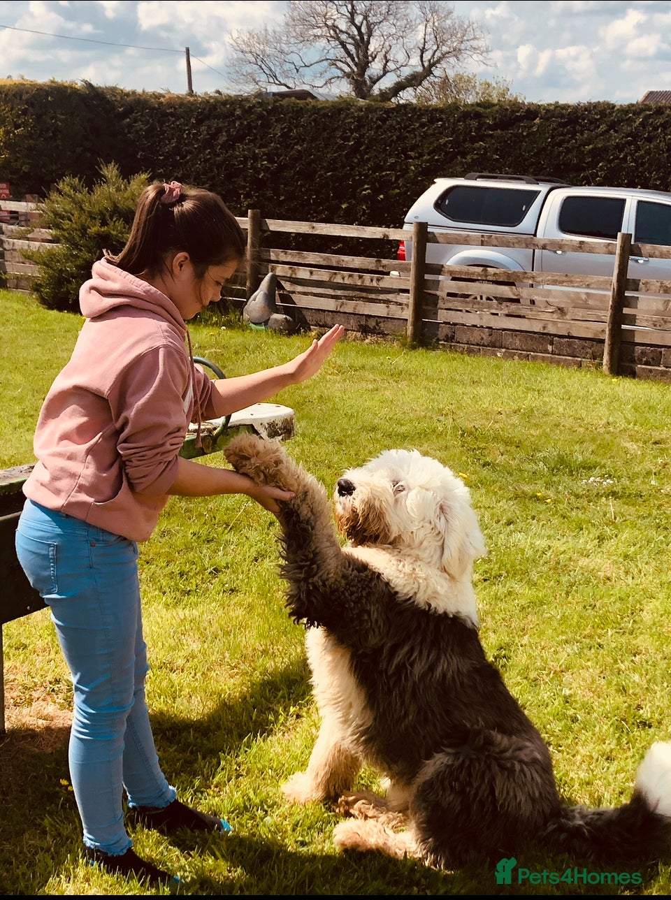 Old English Sheepdog dogs Old English sheep dog puppies  - Advert 2