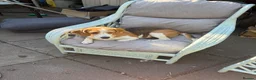 Beagle dogs for sale: Simba returnee - Advert 3