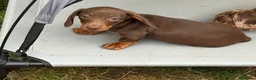 Miniature Dachshund dogs for sale: Miniature dachshunds  - Advert 2