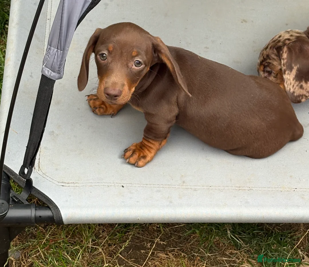 Miniature Dachshund dogs for sale: Miniature dachshunds  - Advert 2