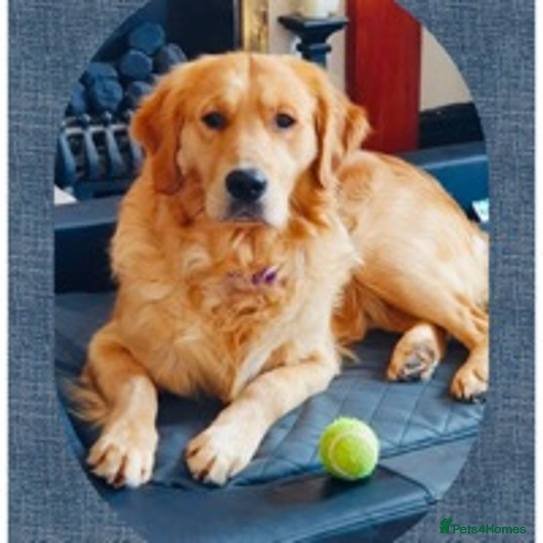 Golden Retriever dogs for stud: stunning golden retriever at stud (health tested) in Bury Saint Edmunds - Advert 4