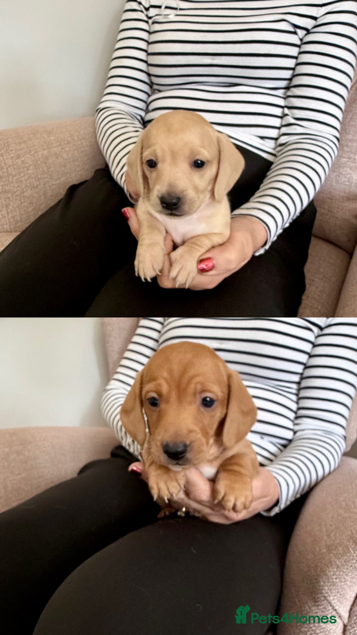 Miniature Dachshund dogs Beautiful short haired miniature dachshunds - Advert 1