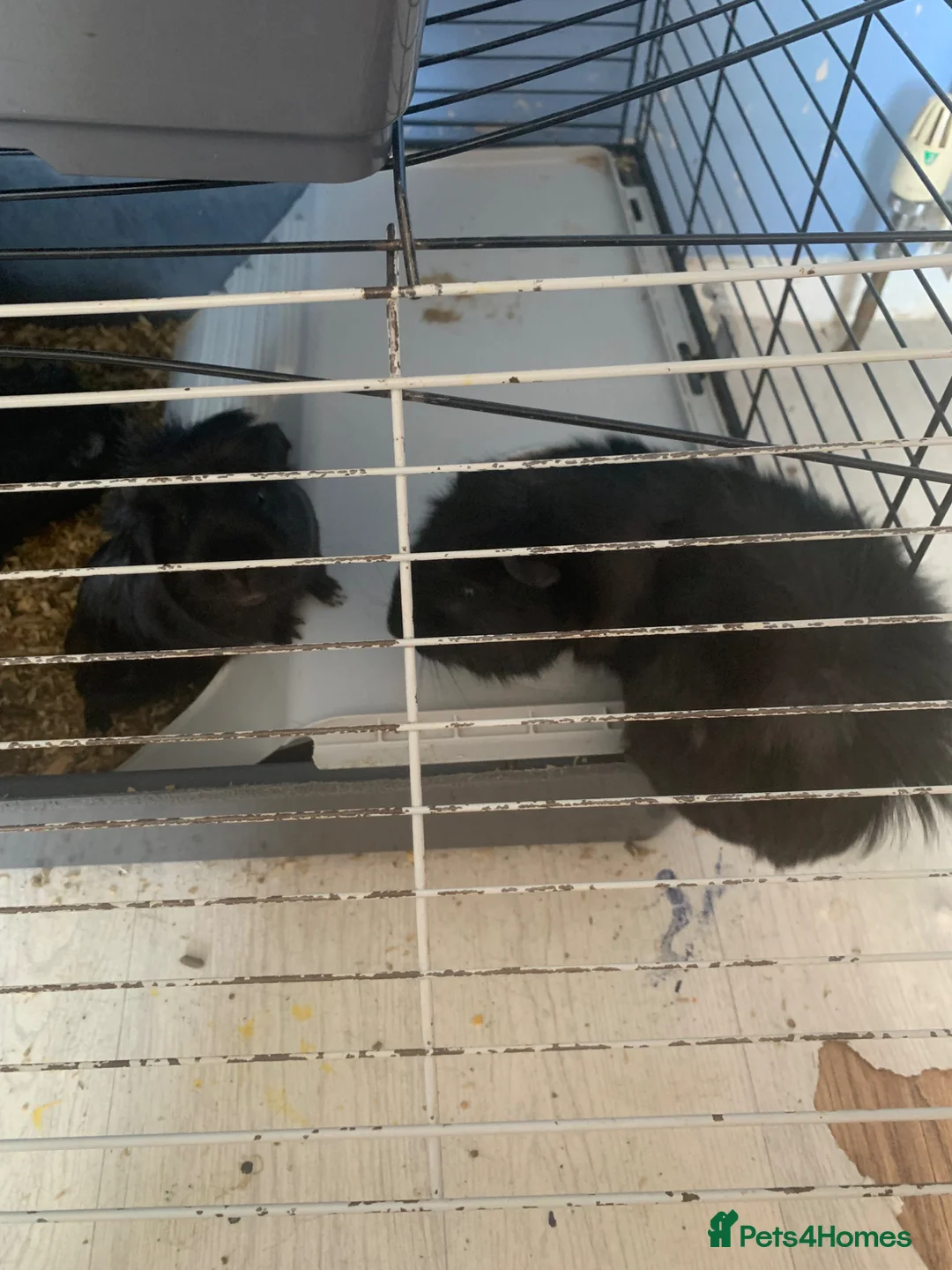 Guinea Pig rodents for sale: Male Guinea pigs - Advert 1