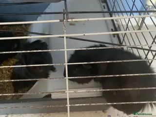 Guinea Pig rodents Male Guinea pigs - Advert 16