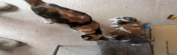 Mixed Breed cats for sale: 4 beautiful kittens for sale  - Advert 3