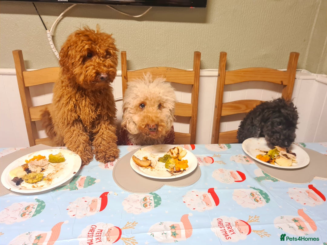 Miniature Poodle dogs for sale: Adorable miniature poodle puppies - Advert 14