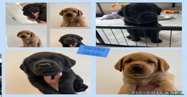 Labrador Retriever dogs in Tamworth - Advert 5