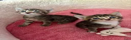 British Shorthair cats for sale: Last tabby boy! - Advert 4