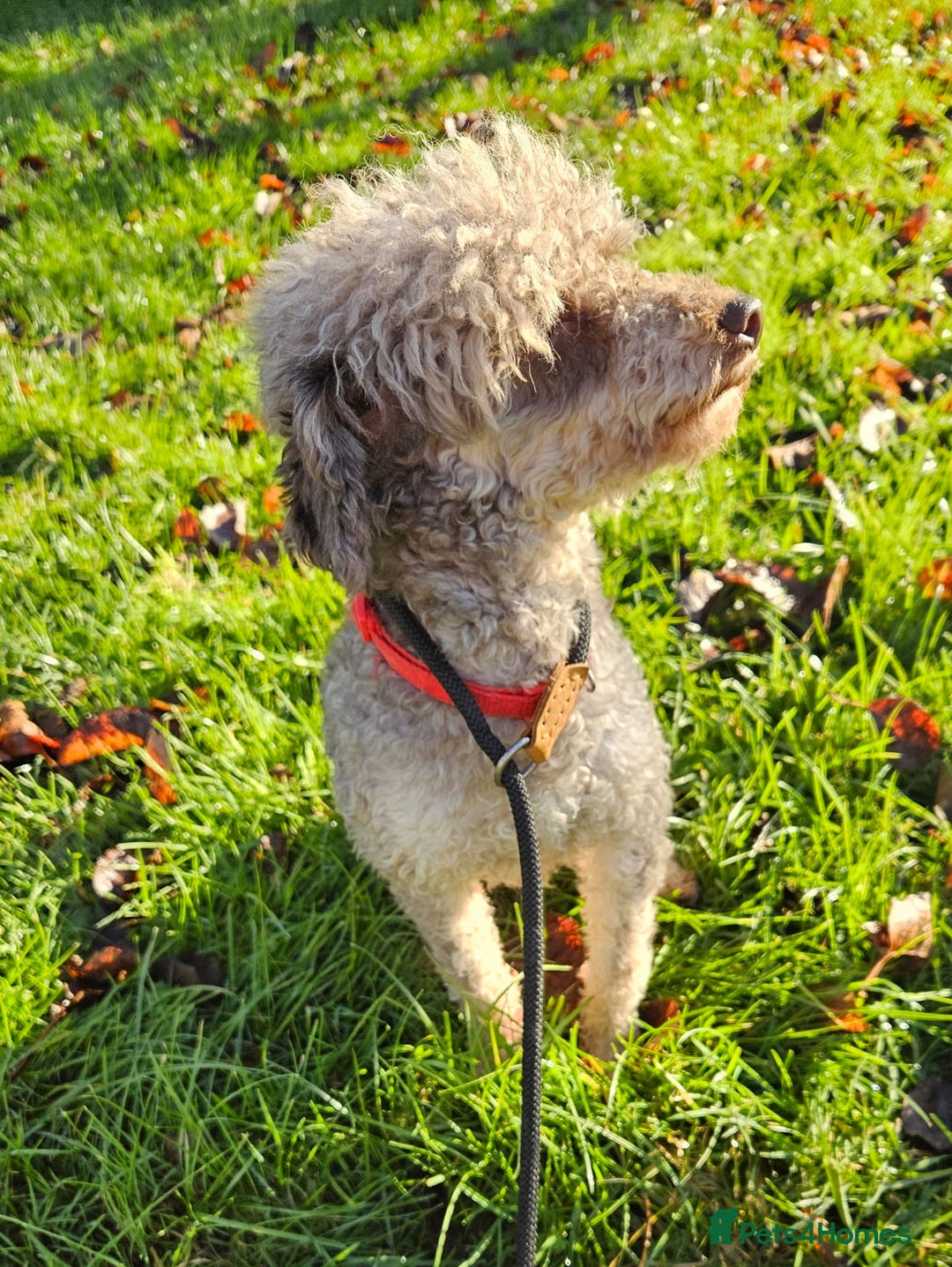 Toy Poodle dogs for sale: Toy Poodle chocolate Phantom - Advert 4