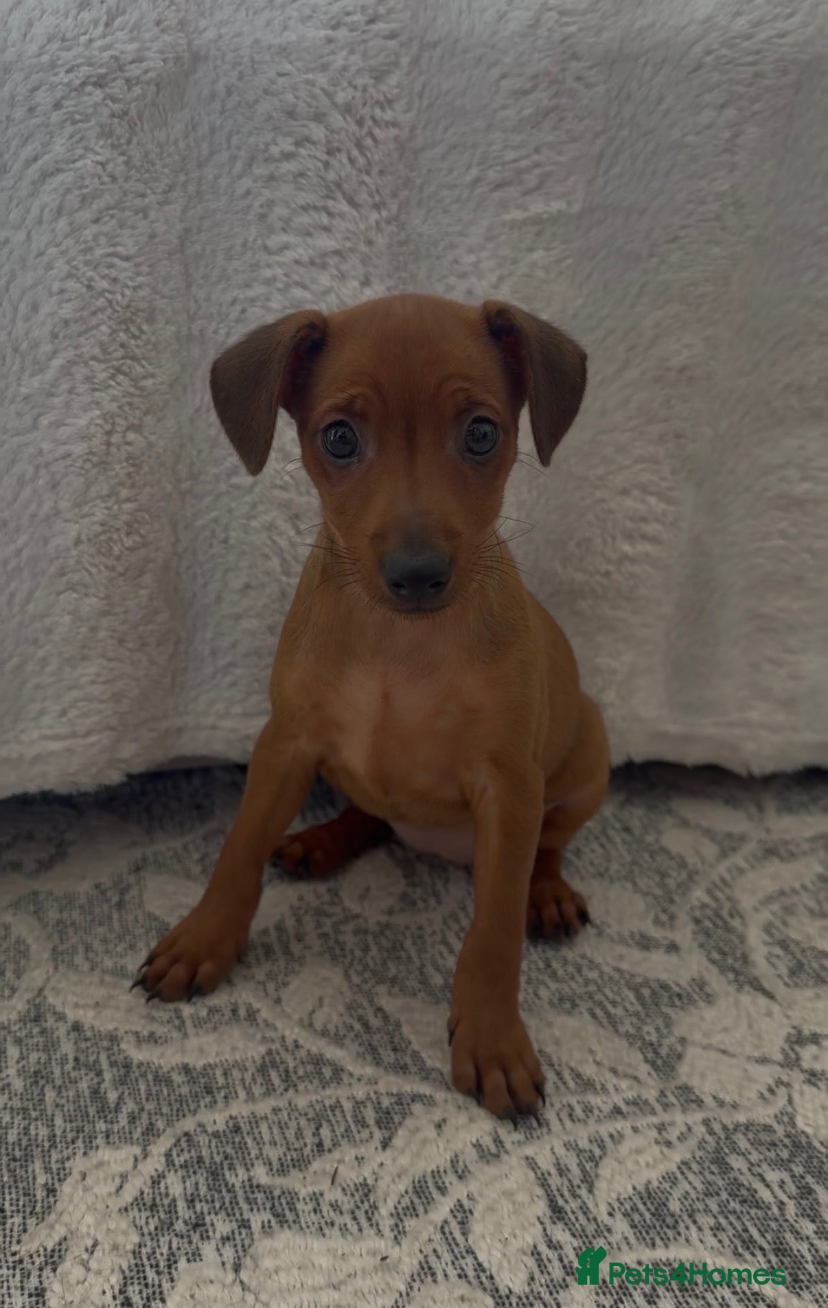 Miniature Pinscher dogs Miniature Pinscher Girl Puppy Last One Available🐶 - Advert 1