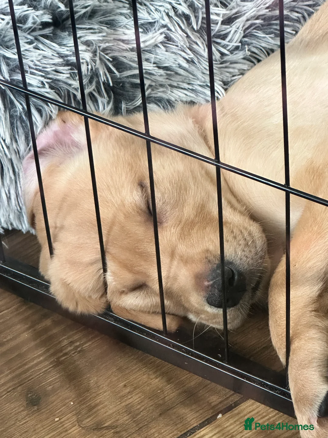 Labrador Retriever dogs for sale: Labrador puppies ready for forever homes - Advert 6