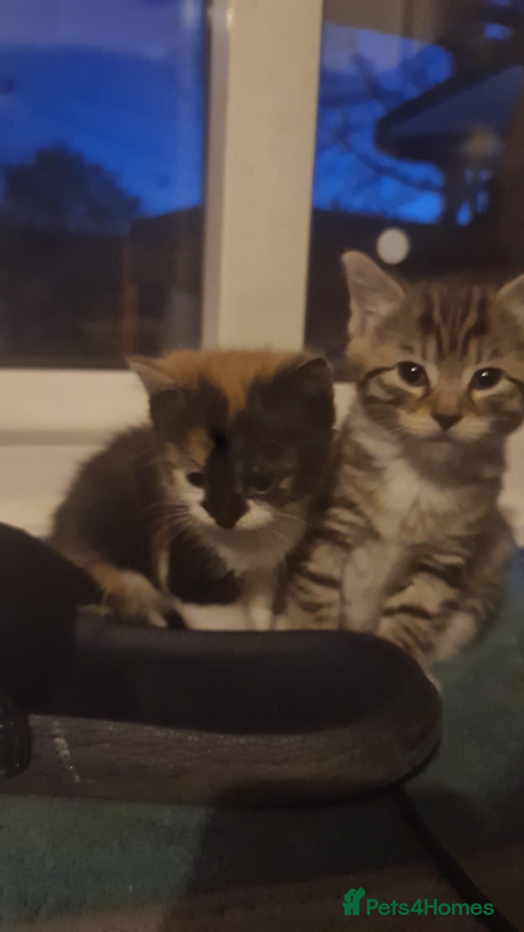 British Shorthair cats British shorthair  - Advert 2