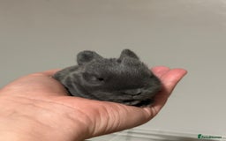 Mini Lion Lop rabbits for sale: lionlop baby bunny’s  - Image 27