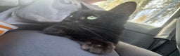 Mixed Breed cats for sale: Domestic black cat  - Advert 2
