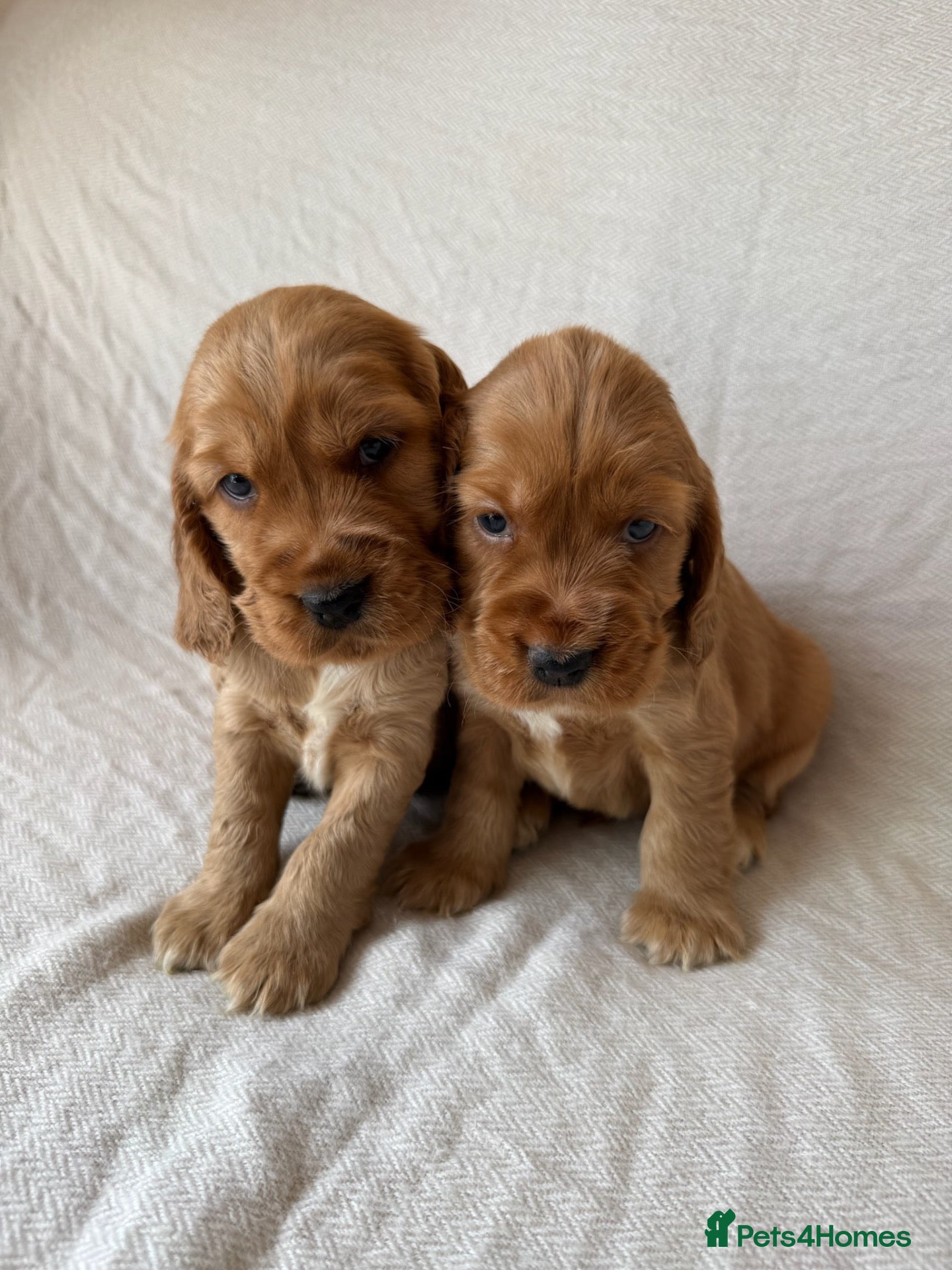 Mixed Breed dogs RARE MINIGOLDEN RETRIEVERS/DAKOTA SPORT RETRIEVERS - Advert 2