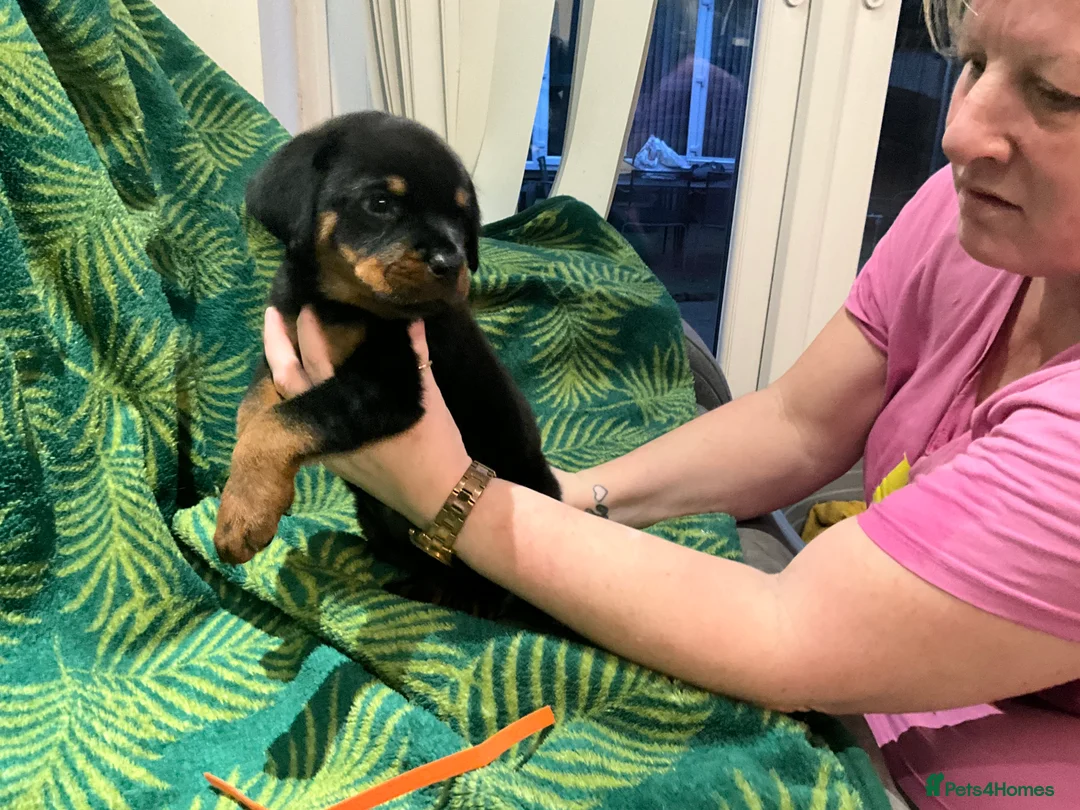 Rottweiler dogs for sale: Rottweiler puppies - Advert 9