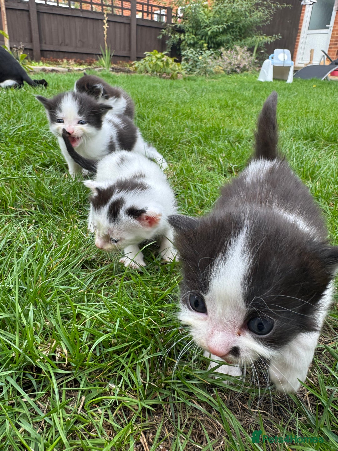 European cats for sale: Cat is looking for a new family  - Image 12