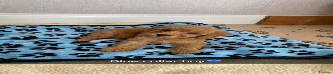 Cockapoo Puppy 1