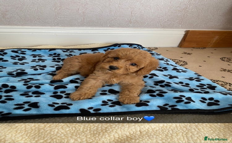 Cockapoo dogs - Advert 4