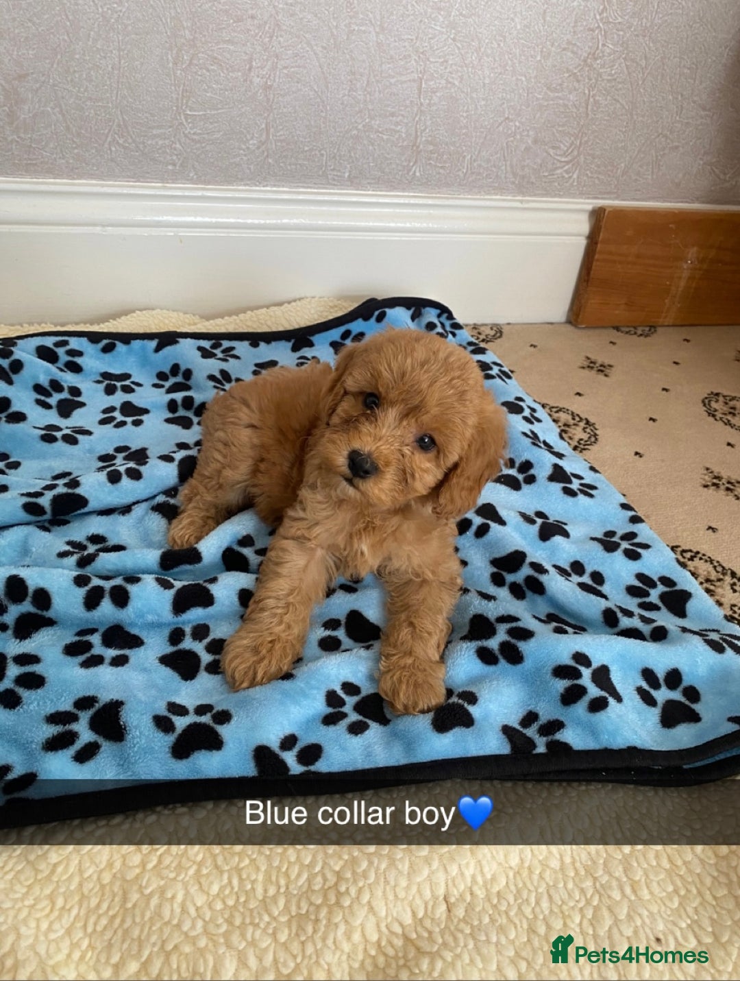 Cockapoo dogs for sale: ‼️6 gorgeous cockapoo pups ready to leave now‼️ - Image 1