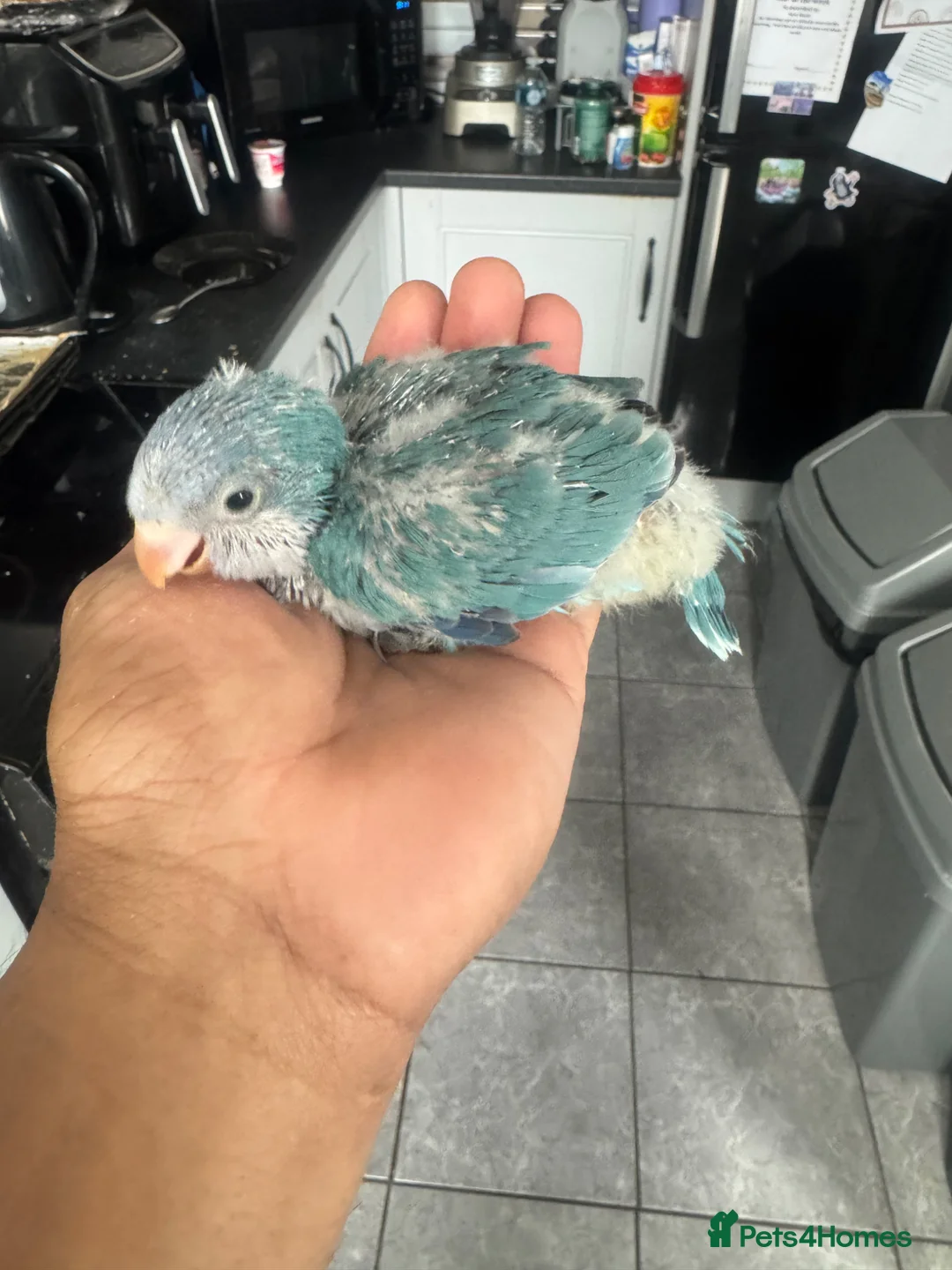Parrots birds for sale: Handreared Indian Ringneck & Quaker Parrots in Whitby - Advert 9