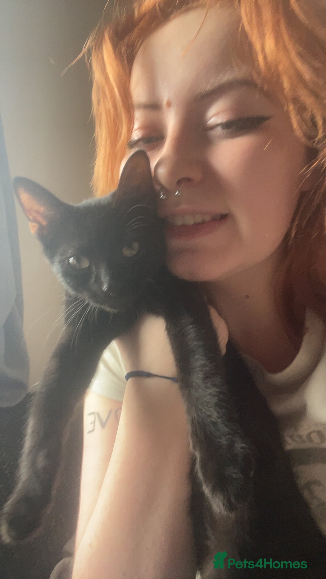 Domestic Shorthair cats for sale: Beautiful black boy looking for a furrever home!! - Image 3