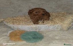 Cavapoo dogs for sale: Cavapoo f1b - Image 5