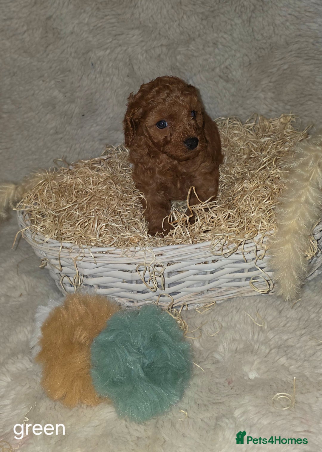 Cavapoo dogs for sale: Cavapoo f1b - Image 5