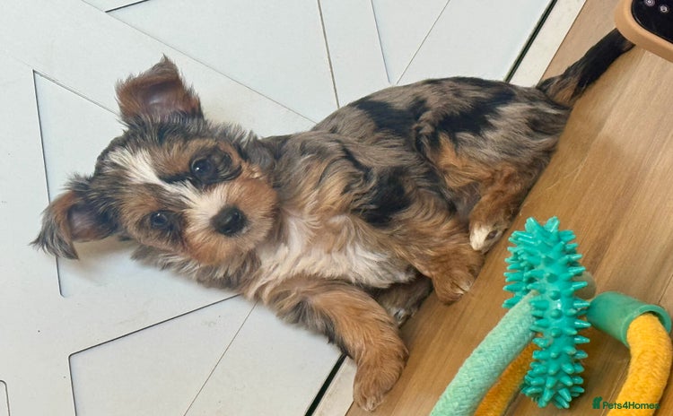 Yorkshire Terrier dogs - Advert 1