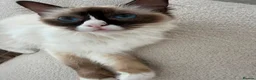 Ragdoll cats for sale: Unspayed Female Ragdoll 2yrs old in Chelmsford - Advert 4