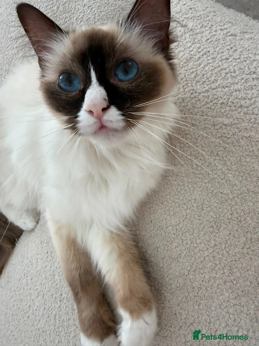 Ragdoll cats for sale: Unspayed Female Ragdoll 2yrs old in Chelmsford - Advert 4