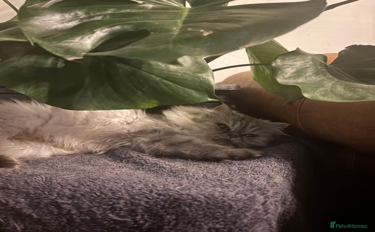 Persian cats - Advert 1