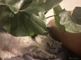 Persian cats - Advert 29