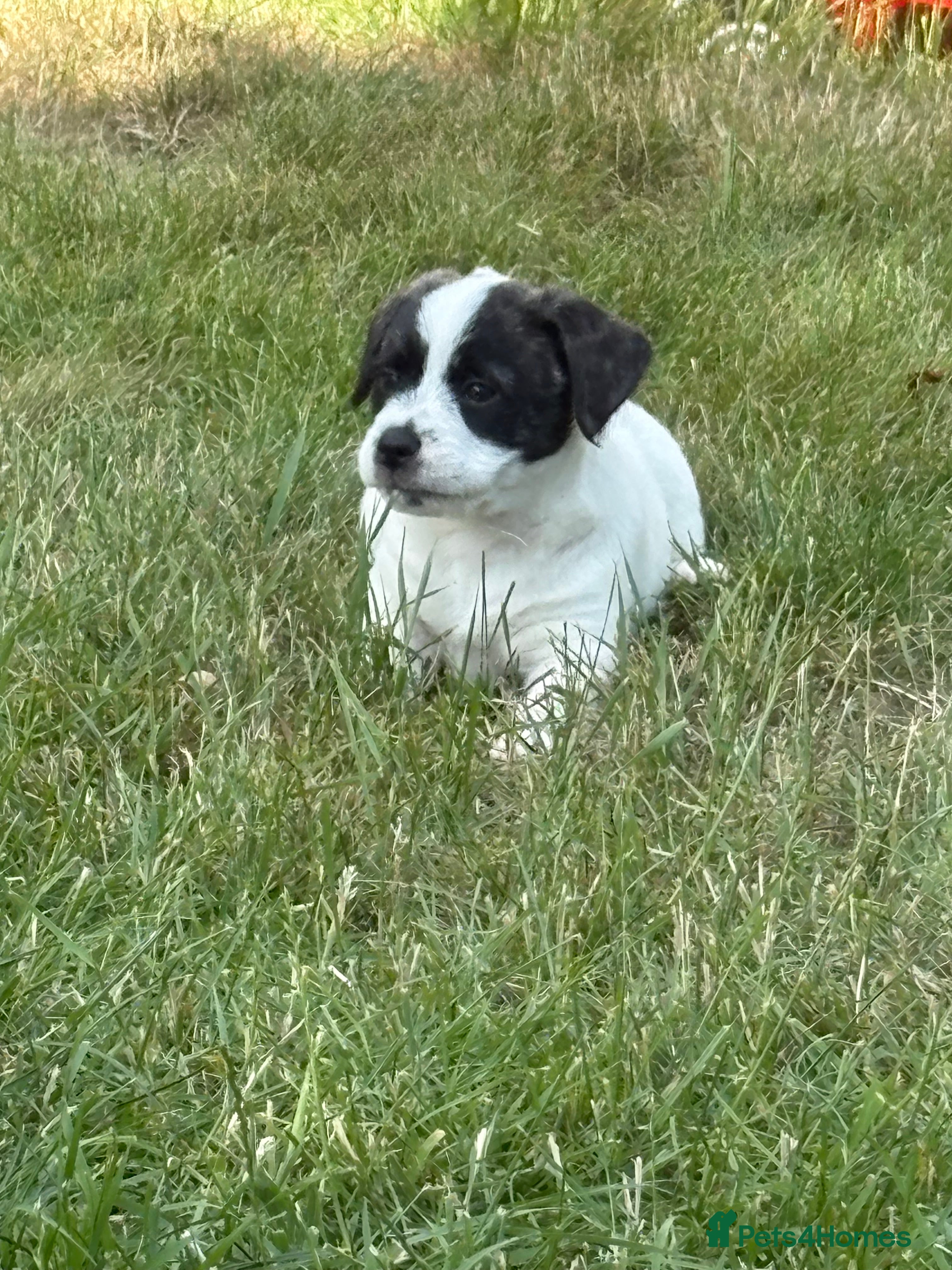 Mixed Breed dogs Male Pugland Puppy looking for new forever homes  - Advert 2