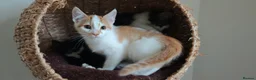 Mixed Breed cats for sale: Ginger-and-white boys and one Clico girl - Advert 35